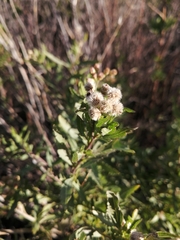 Nidorella ivifolia