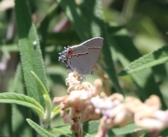 Strymon melinus pudica