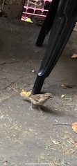Passer domesticus