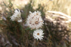 Coronidium waddelliae