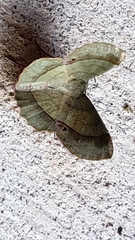 Erastria decrepitaria