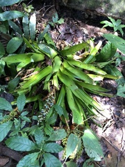 Aechmea angustifolia