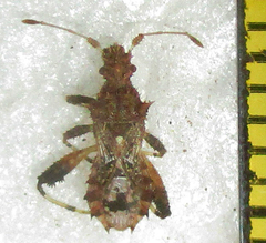 Mevanidea hystrix