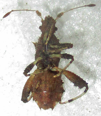 Mevanidea hystrix