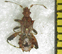 Mevanidea hystrix