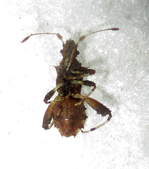 Mevanidea hystrix