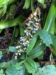 Aechmea angustifolia