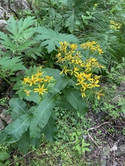 Senecio propinquus