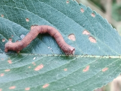 Campaea margaritaria