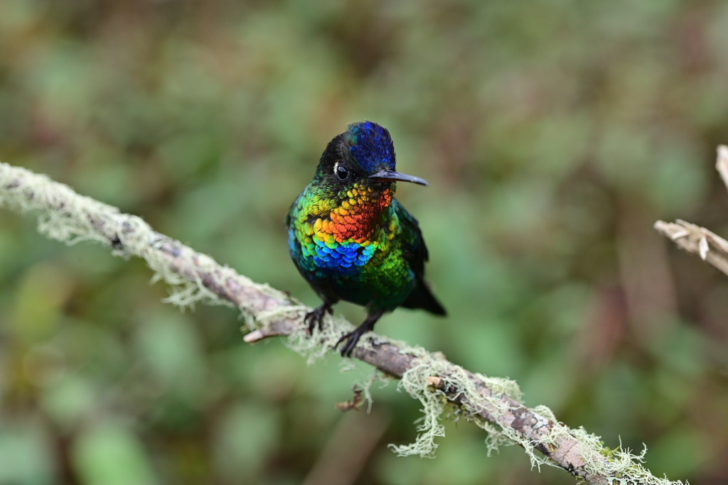 Fiery-Throated Hummingbird