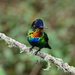 Fiery-throated Hummingbird - Photo (c) Alex Castelein, some rights reserved (CC BY-NC), uploaded by Alex Castelein