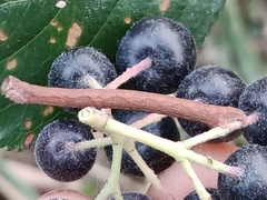Campaea margaritaria