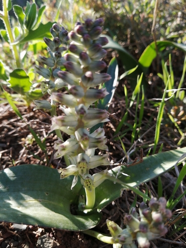Image of Lachenalia aurioliae by (c) Danie Palm, some rights reserved (CC BY)