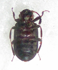 Paragonocnemis