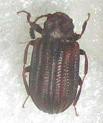 Paragonocnemis