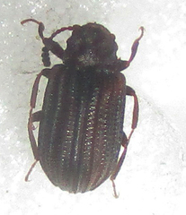 Paragonocnemis