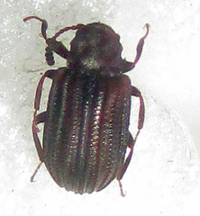 Paragonocnemis