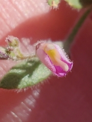 Rhinotropis lindheimeri