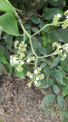 Heliotropium verdcourtii