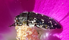 Acmaeodera ornatoides