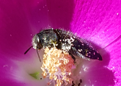 Acmaeodera ornatoides