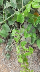 Heliotropium verdcourtii