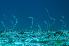 Gorgasia maculata