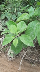 Heliotropium verdcourtii