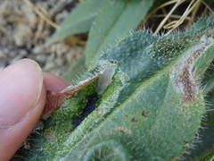 Odontiini