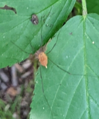 Leiobunum politum