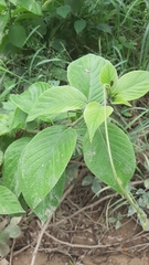 Heliotropium verdcourtii