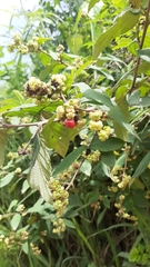 Varronia polycephala