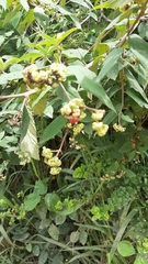 Varronia polycephala