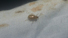 Medythia nigrobilineata