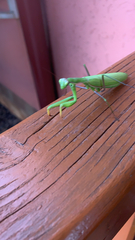 Mantis religiosa