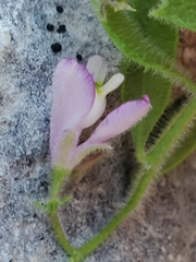 Rhinotropis lindheimeri
