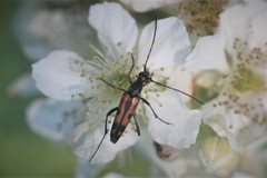 Stenurella septempunctata