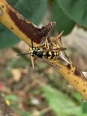Vespula pensylvanica