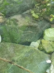 Salamandra salamandra