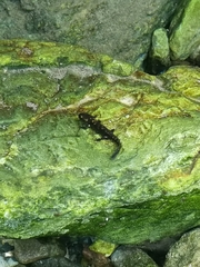 Salamandra salamandra