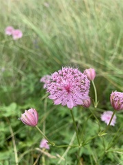 Astrantia trifida