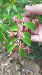 Eugenia biflora