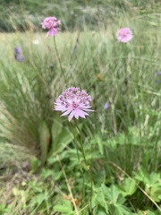 Astrantia trifida