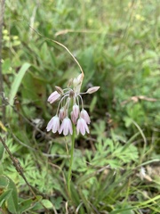Allium kunthianum