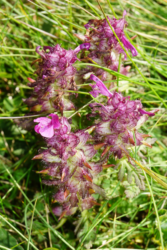 Whorled lousewort (Pedicularis verticillata)
