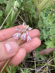 Allium kunthianum