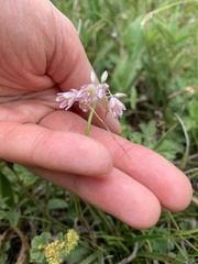 Allium kunthianum