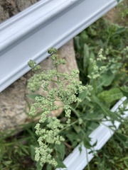 Chenopodiastrum hybridum