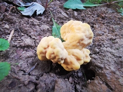 Laetiporus sulphureus