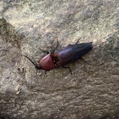 Parallelostethus attenuatus